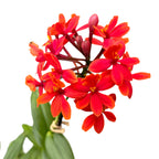 Epidendrum radicans 'Nordic Fire’