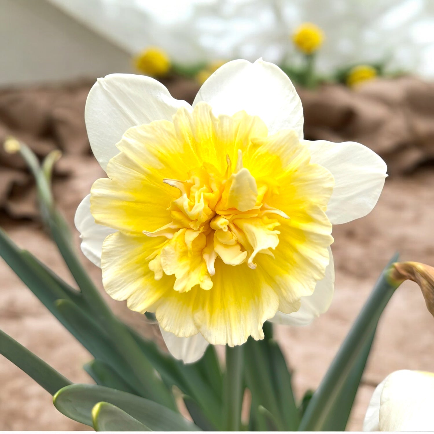 Narcisse à fleurs crème, doubles, parfumées - Narcissus 'Ice King'