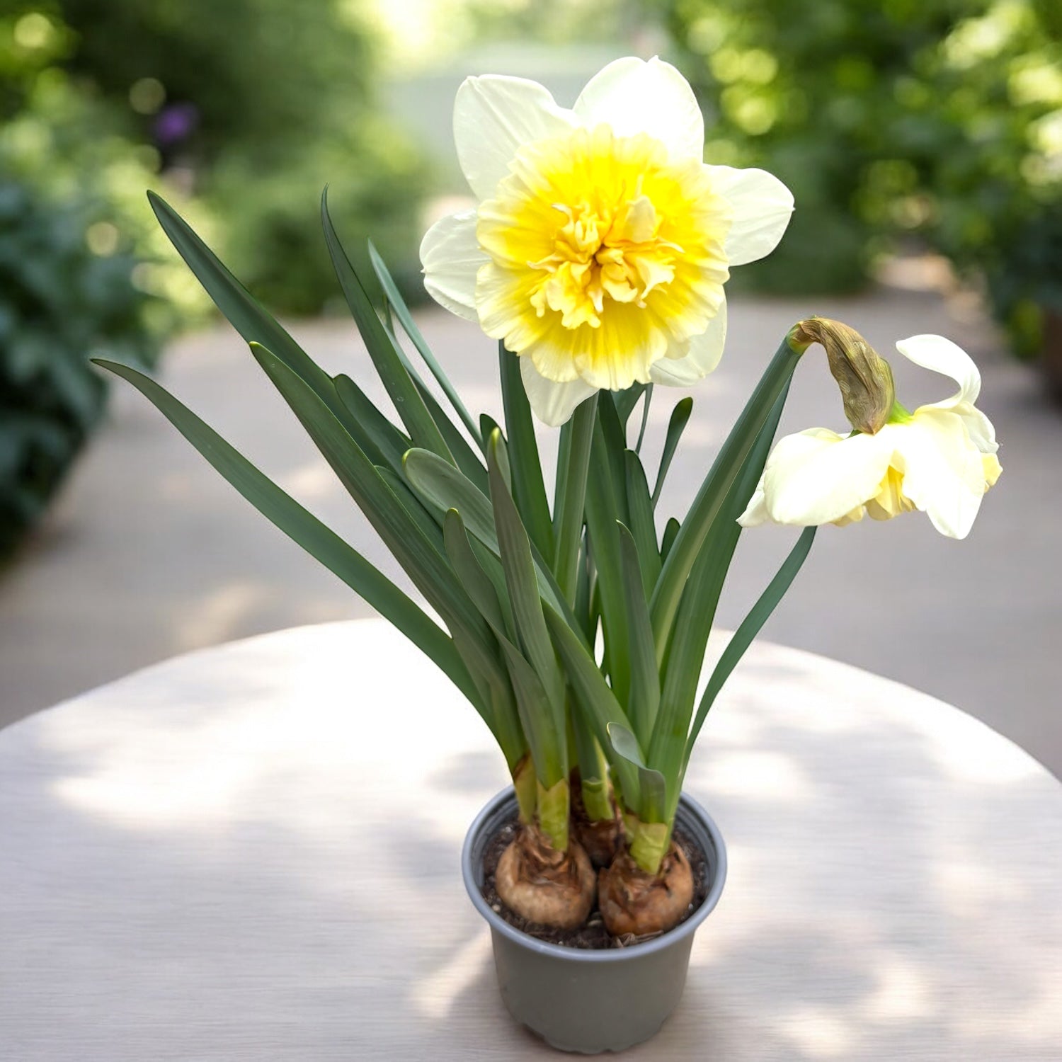 Narcisse à fleurs crème, doubles, parfumées - Narcissus 'Ice King'
