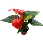 Anthurium Scherzerianum Christine D14