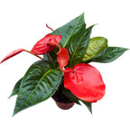 Anthurium Scherzerianum Christine D14