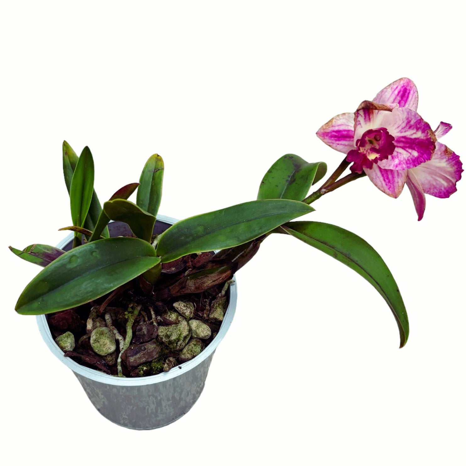Cattleya #08