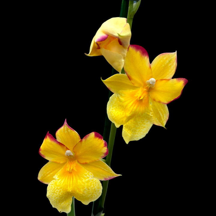 Burrageara Nelly Isler 'Yellow' (variation red)