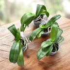 Phalaenopsis amabilis 'Surabaya' (silver leaves)