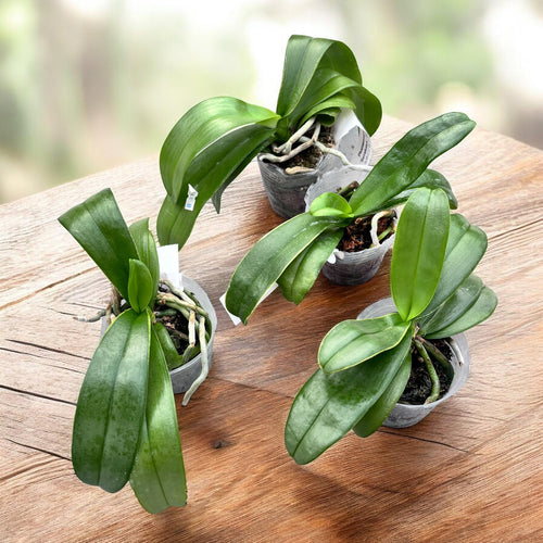 Phalaenopsis amabilis 'Surabaya' (stříbrné listy)