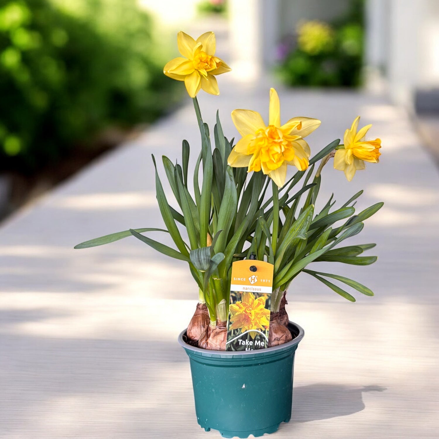 Narcise cu floare galbena dubla - Narcissus 'Take me Home'