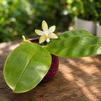 Phalaenopsis violacea var. alba - flori intens parfumate
