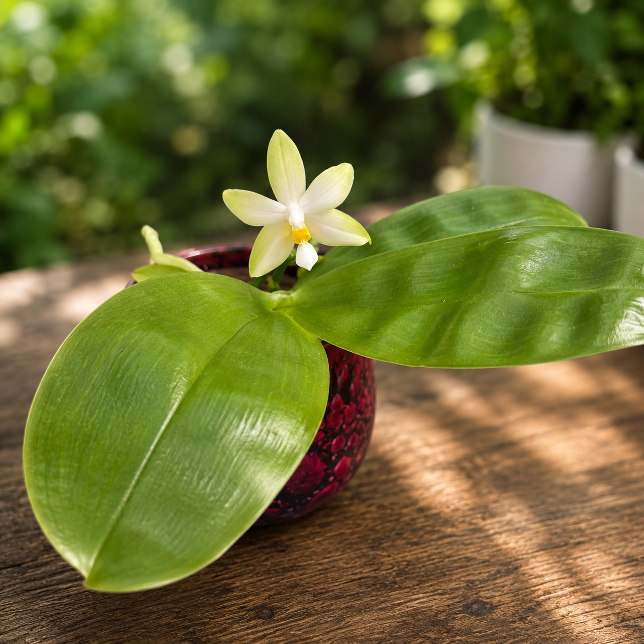 Phalaenopsis violacea var. alba - flori intens parfumate