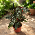 Begonia Rex ‘Aiai’ - begonie rex cu frunzis artistic
