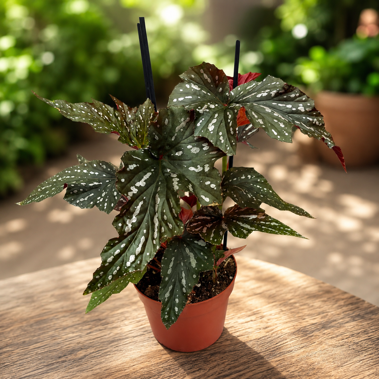 Begonia Rex ‘Aiai’ - begonie rex cu frunzis artistic