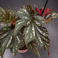 Begonia Rex ‘Aiai’ - begonie rex cu frunzis artistic