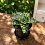 Sansevieria ‘Ehrendel’ – suculenta compacta cu frunzis marmorat argintiu