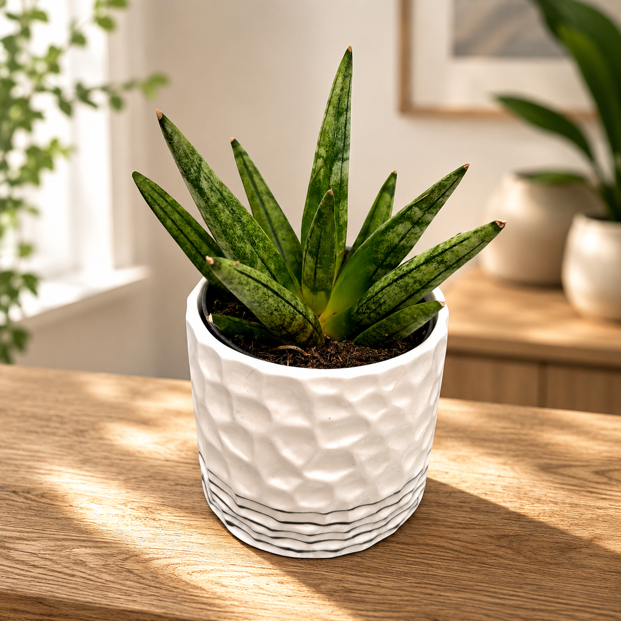 Sansevieria 'Hedgehog' - variété compacte à l'aspect de hérisson