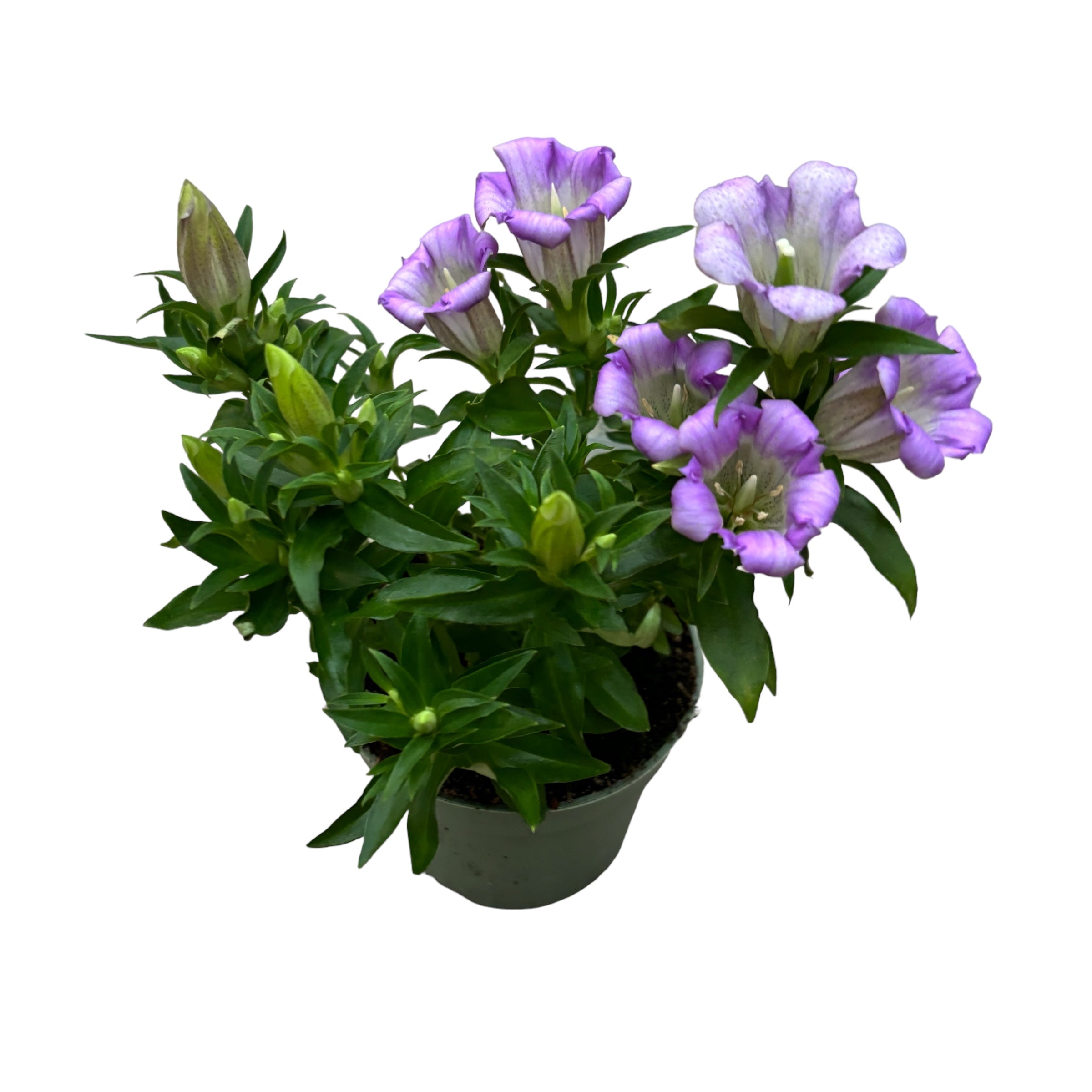 Gentiana scabra 'Rocky Diamond Pink Star'