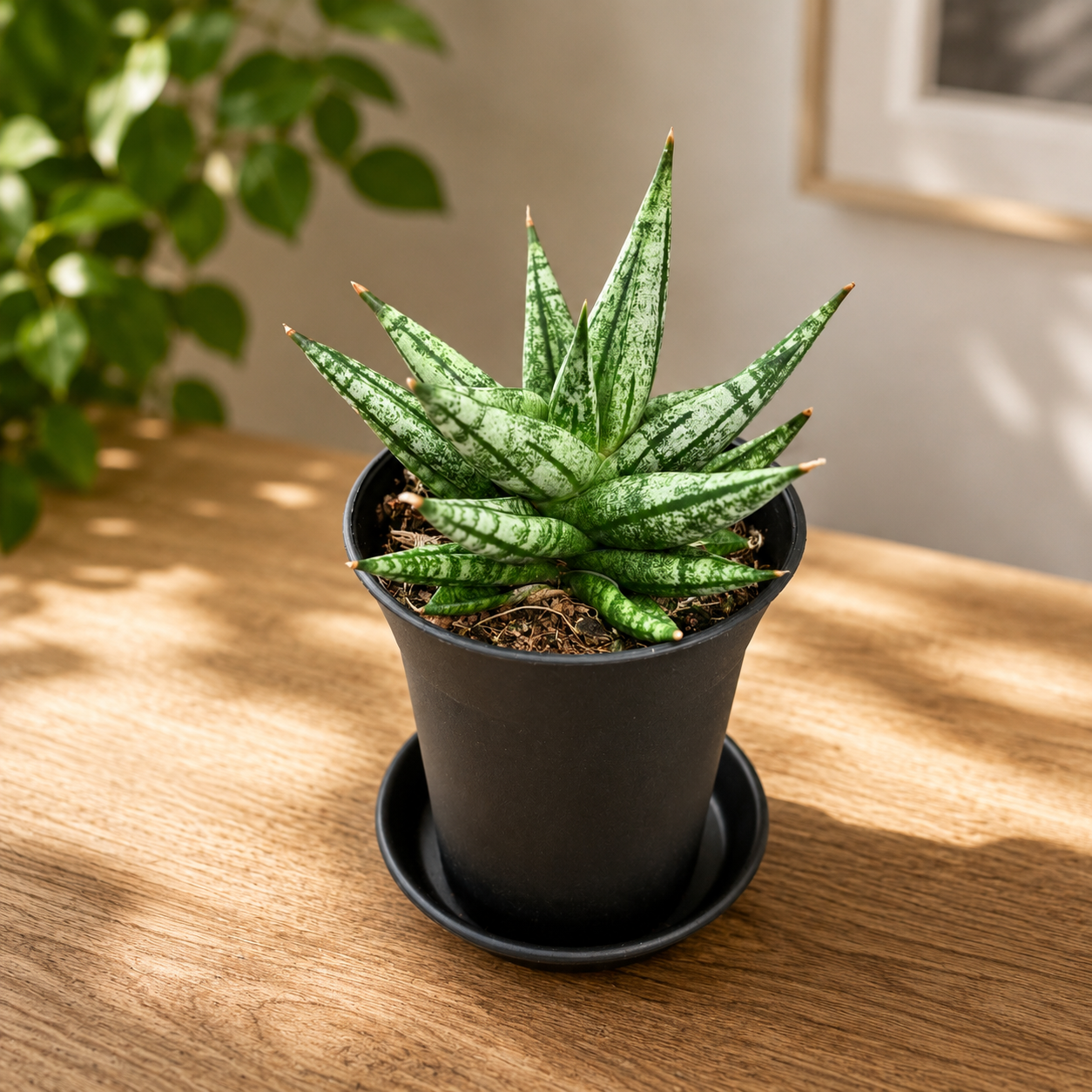 Sansevieria cylindrica ‘Rocky Crown’ - suculenta compacta cu port sculptural