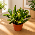 Crassula ovata ‘Gollum’ Variegata (Horn Tree Tricolor) - suculenta tricolora cu forma sculpturala