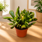 Crassula ovata ‘Gollum’ Variegata (Horn Tree Tricolor) - suculenta tricolora cu forma sculpturala