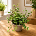 Ficus pumila 'White Sunny' - variegated blad en snelle groei ficus tarator