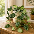 Scindapsus pictus ‘Argyraeus’ XL - Pothos satinat cu frunze argintii, planta curgatoare de interior