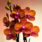 Phalaenopsis Anthura Bologna