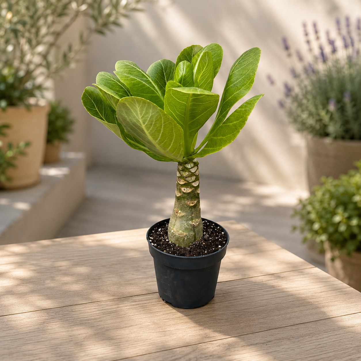 Brighamia insignis (Havajská palma)