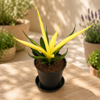 Sansevieria Comet Chrysanta Lemon