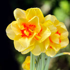 Narcisse bicolore à fleurs doubles, parfumées - Narcissus 'Tahiti'