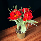 Bulbos de tulipán con flores dobles en maceta (Tulipa Abba)