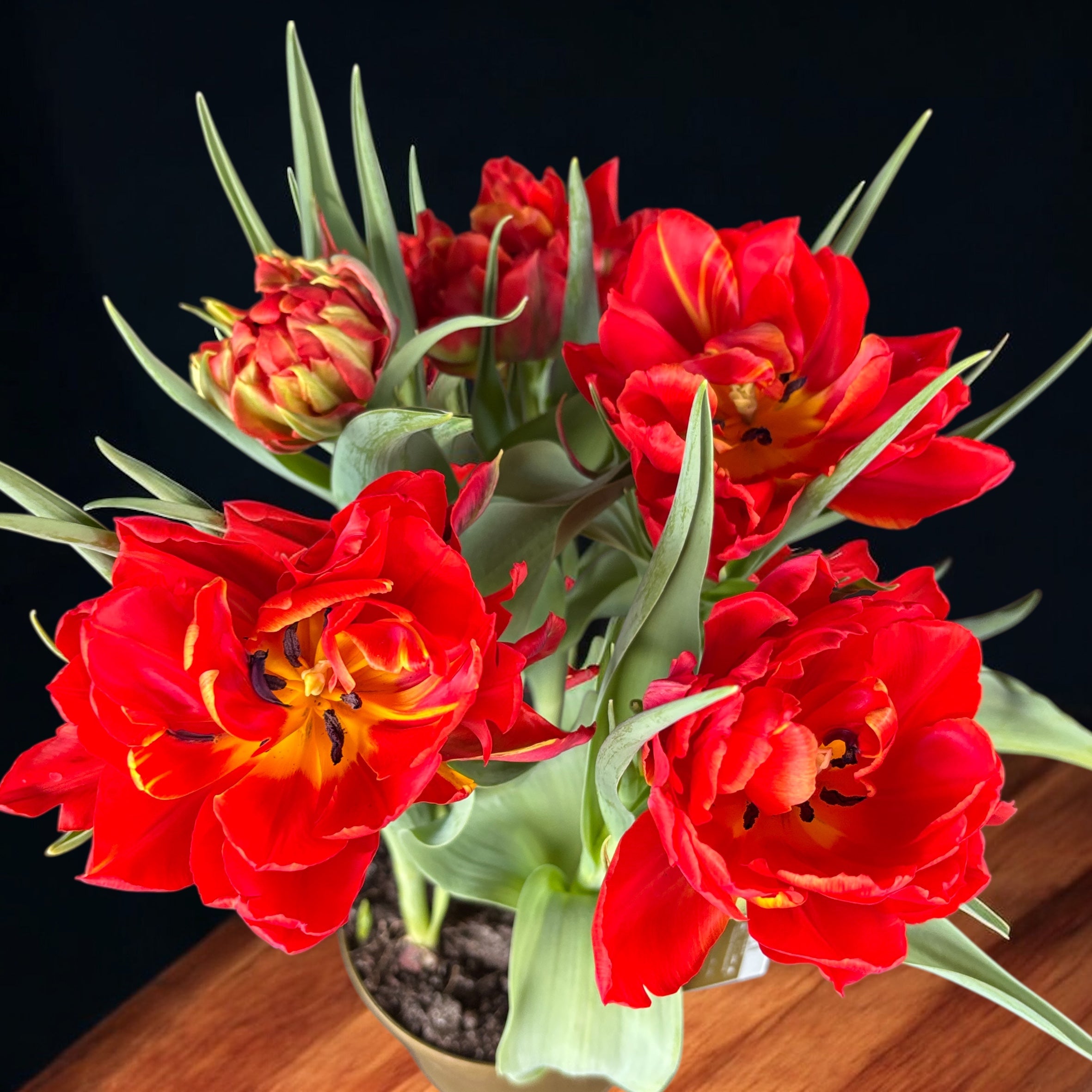 Bulbos de tulipán con flores dobles en maceta (Tulipa Abba)