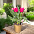 Bulbi de lalele franjurate - Tulipa ‘New Santa’