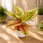 Aglaonema 'Pastella'