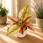 Aglaonema 'Pastella'