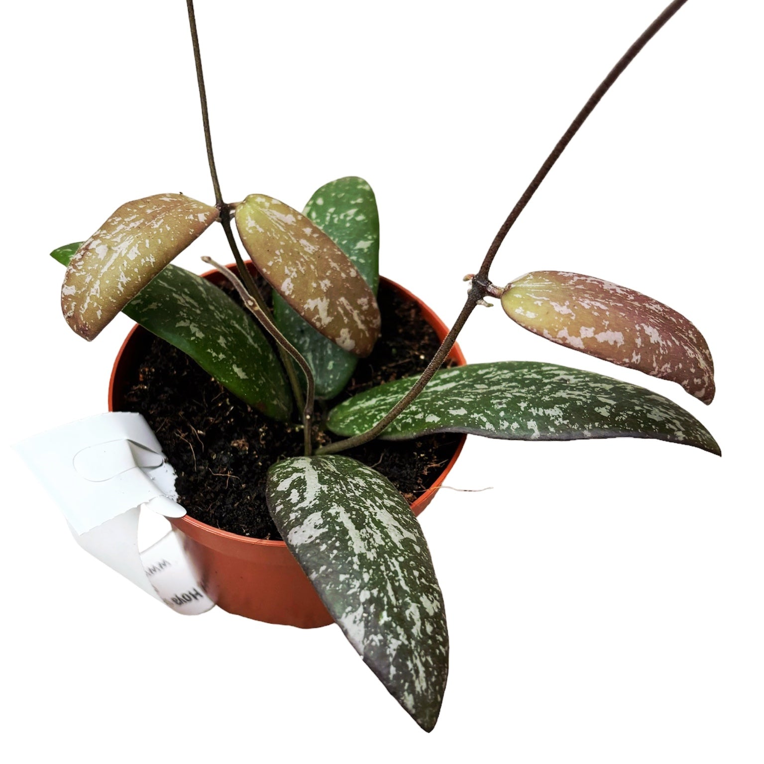 Hoya sigillatis 'Round Leaf' (Wide form, AH001)