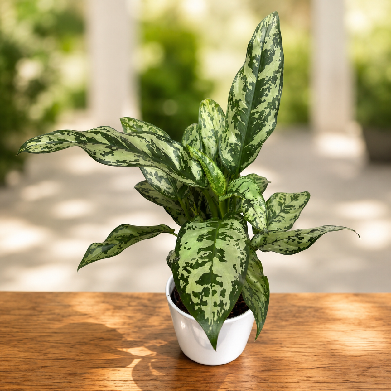 Aglaonema ‘Romeo’ 2pp