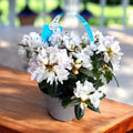 Rhododendron 'Dora Amateis' - trädgårdsazalea