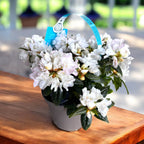 Rhododendron 'Dora Amateis' - trädgårdsazalea