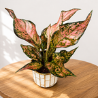 Aglaonema 'Pink Dolphin'