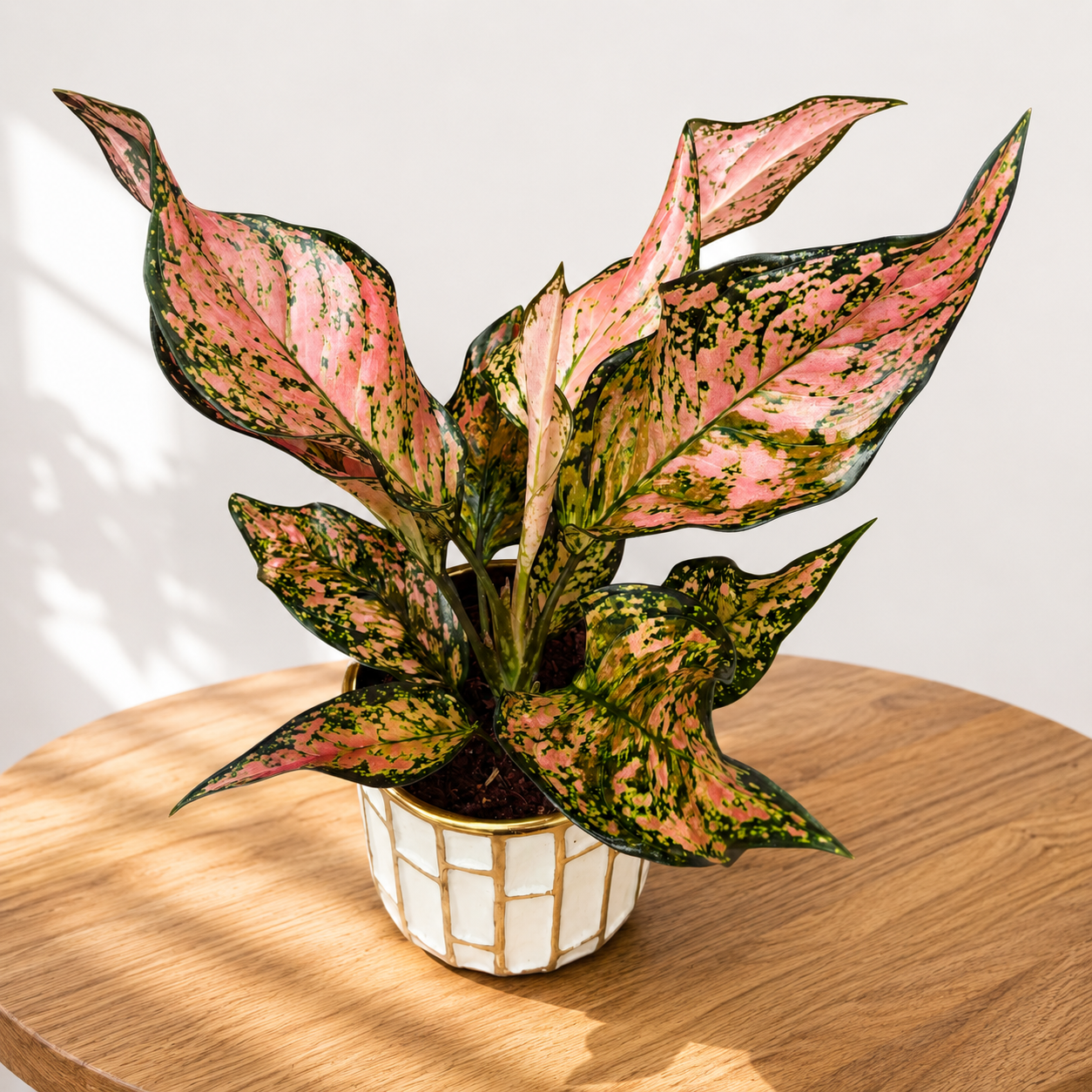 Aglaonema 'Pink Dolphin'