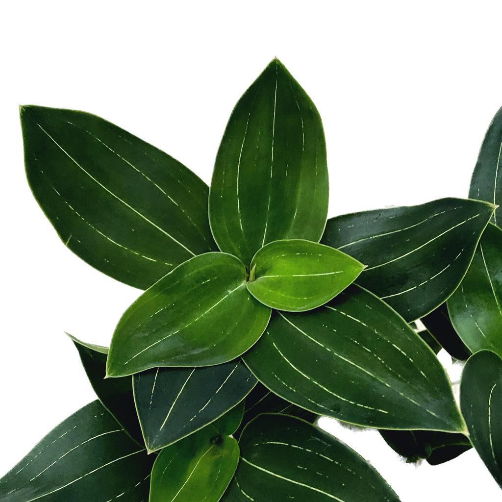 Ludisia discolor 'Green Velvet'