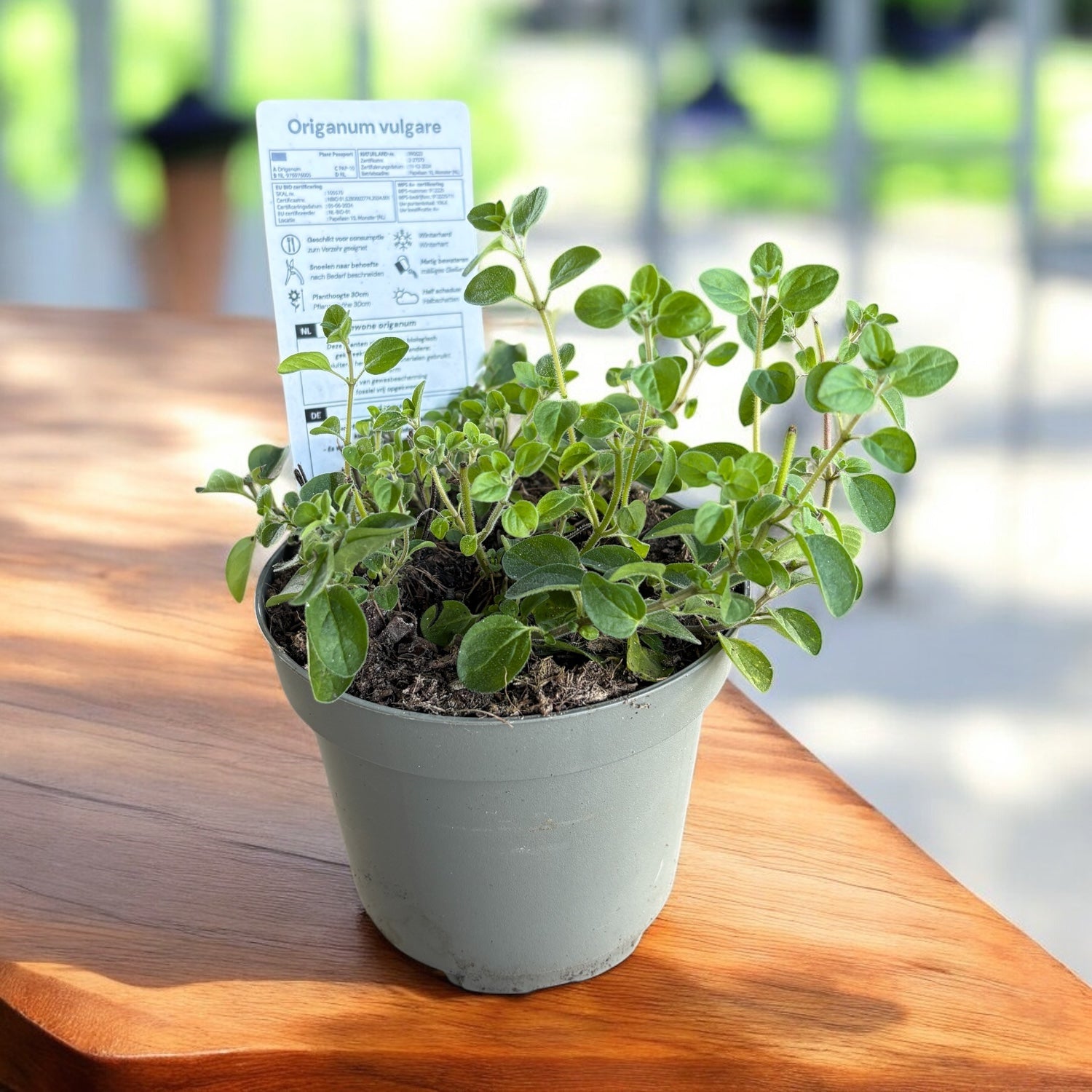 Origan - Origanum vulgare (culture biologique)