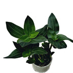 Ludisia discolor 'Zöld Bársony'