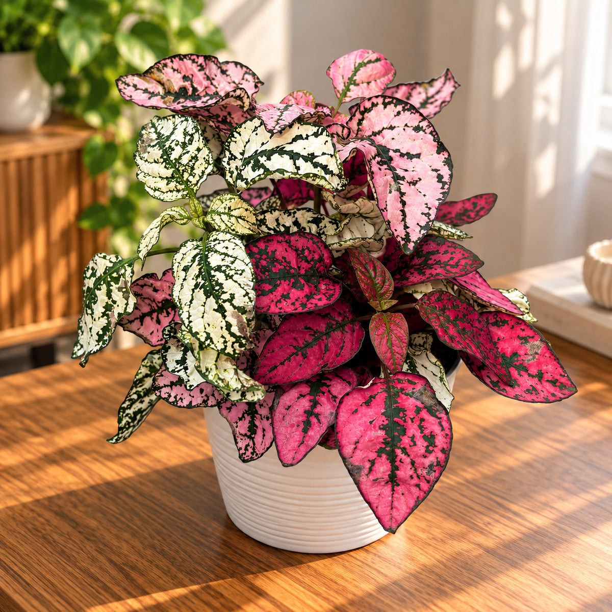 Hypoestes phyllostachya Confetti 2-3 barve/ lonec  