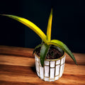 Sansewieria 'Star Canary'