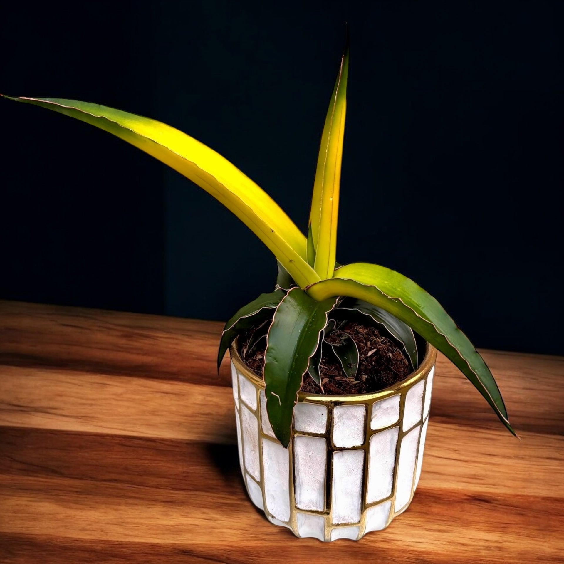 Sansevieria 'Star Canary' – Secret Garden Plant Shop