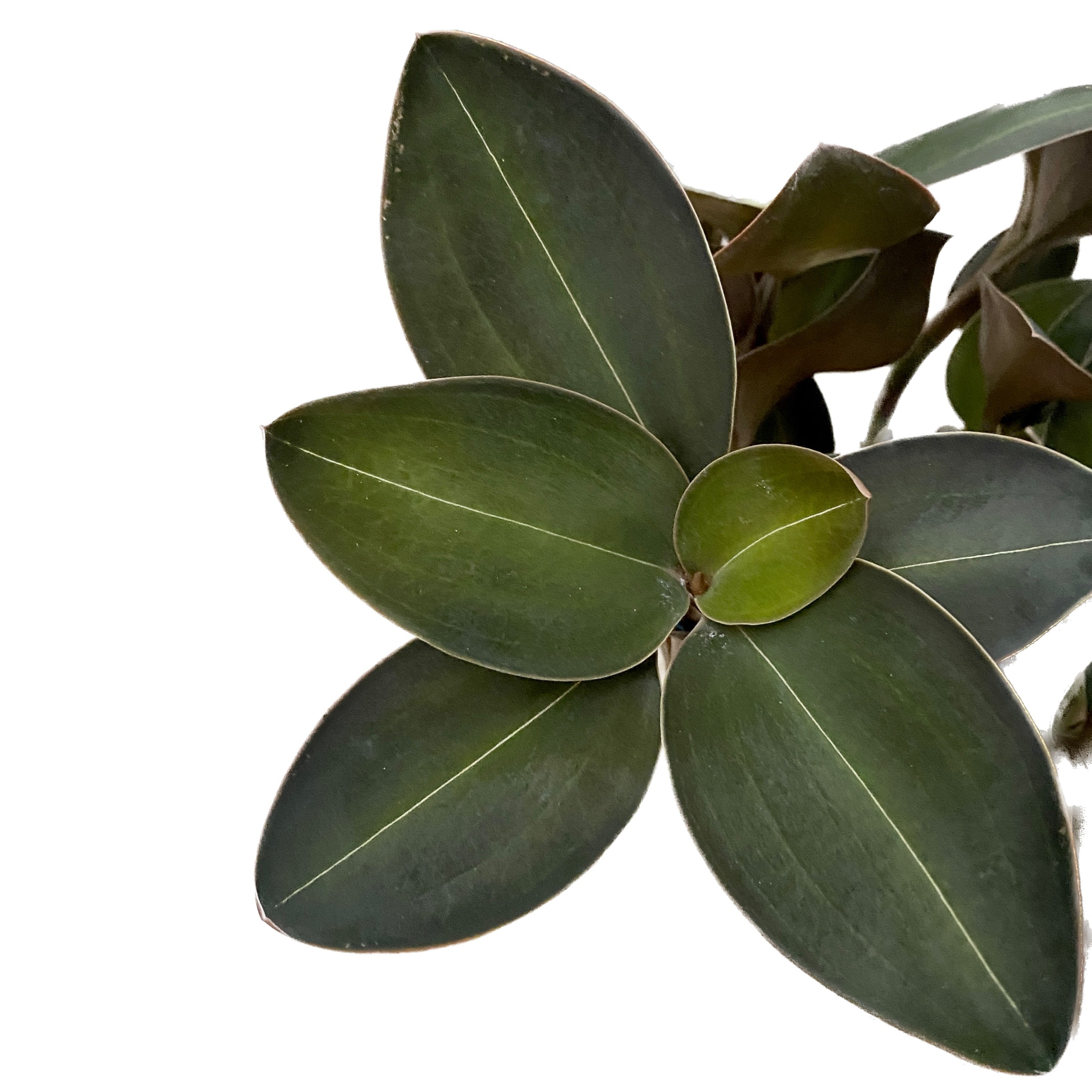 Ludisia discolor var. nigrescens