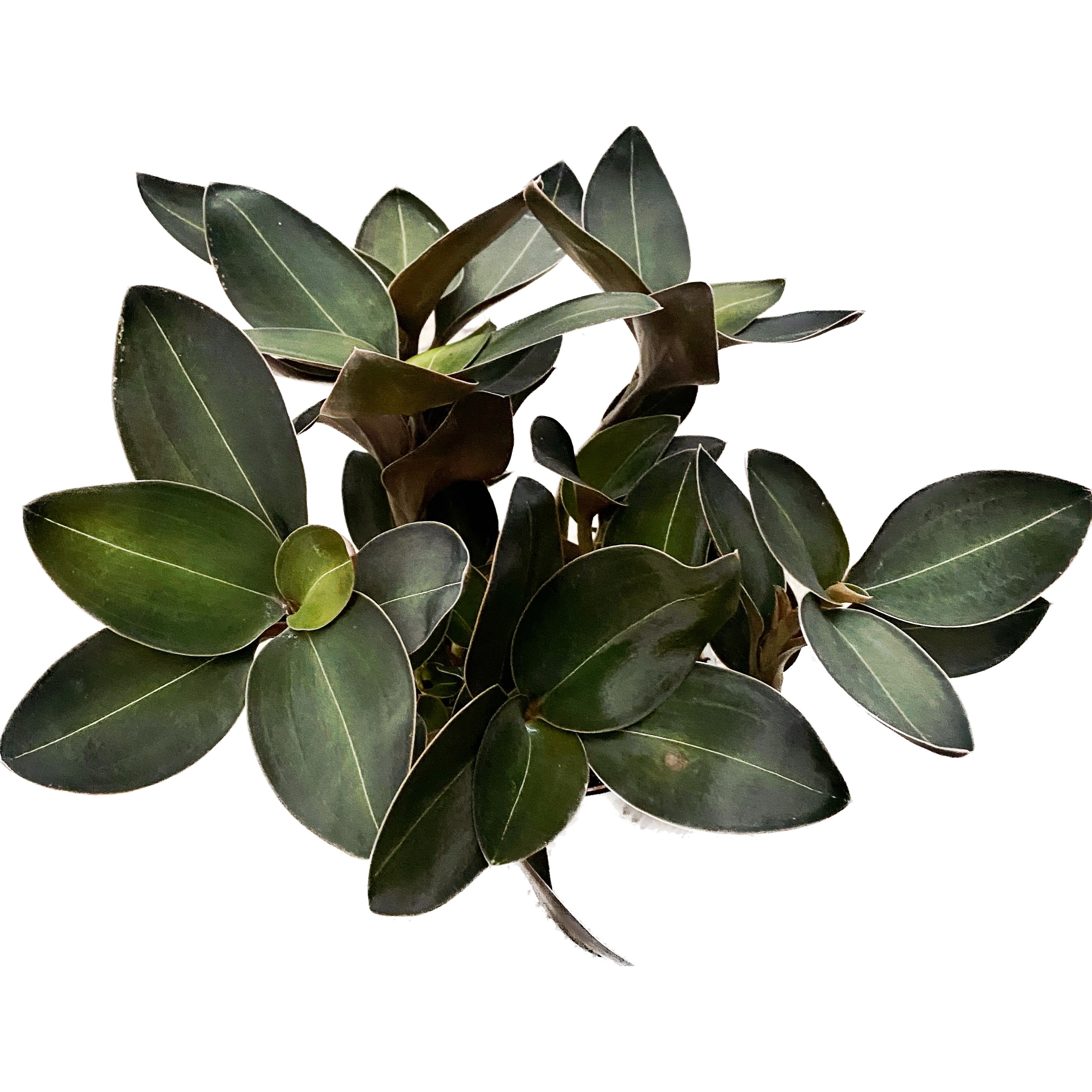 Ludisia discolor var. nigrescens 'Ambrosia'