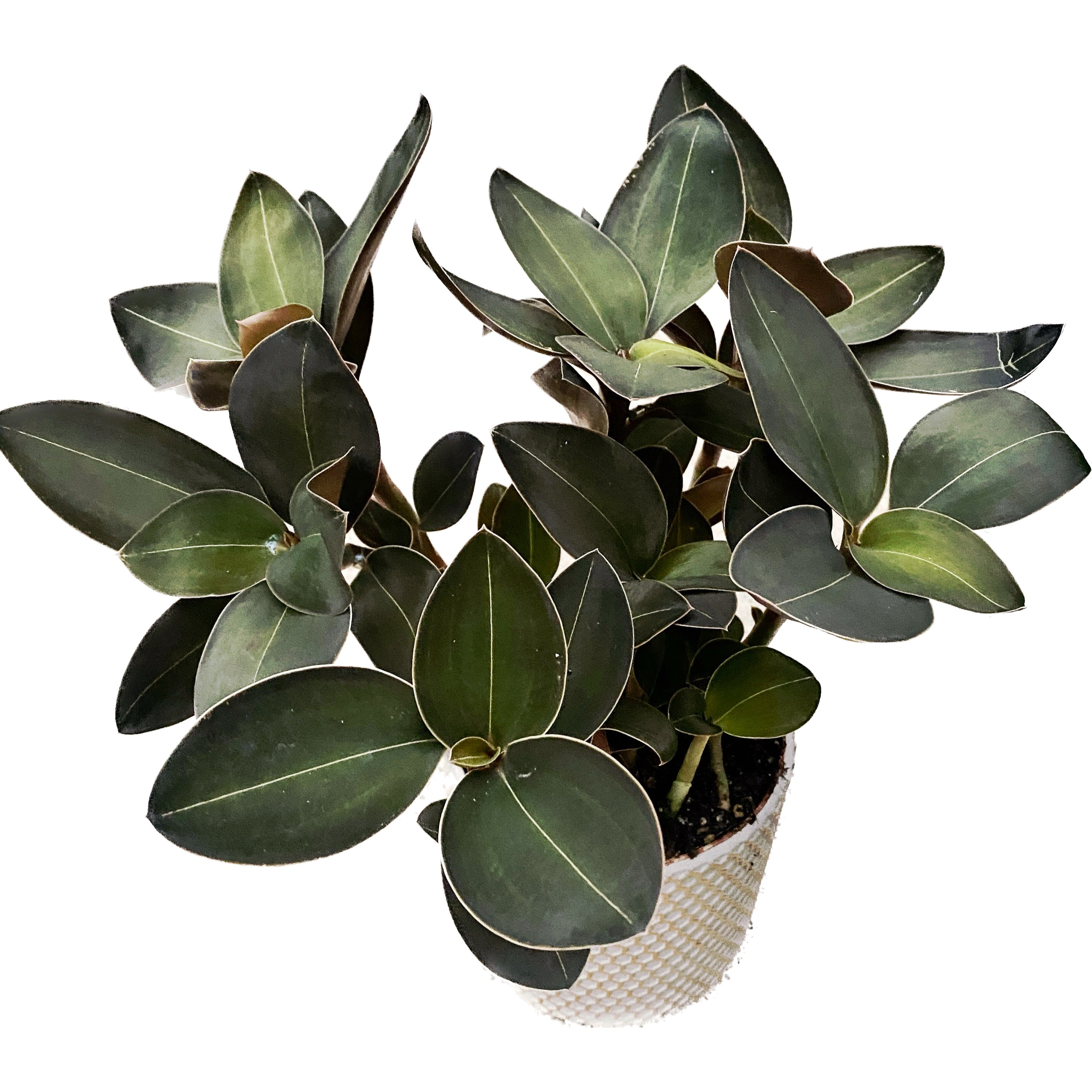 Ludisia discolor var. nigrescens 'Ambrosia'