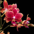 Phalaenopsis Bowdion