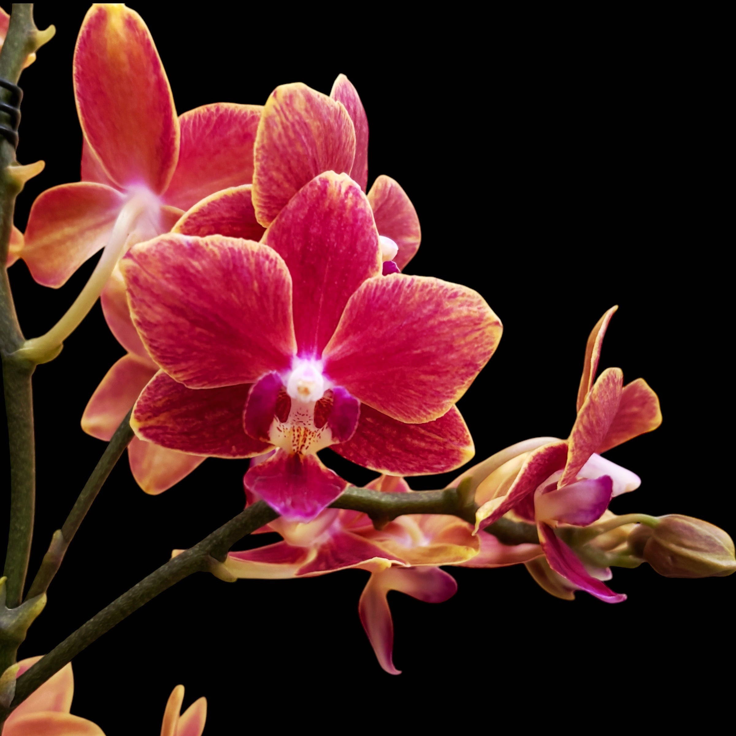 Phalaenopsis Bowdion