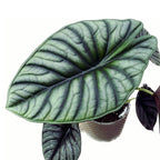 Alocasia 'Silver Nebula'